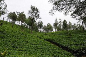Fototapeta na wymiar Tea plantation in Ceylon.