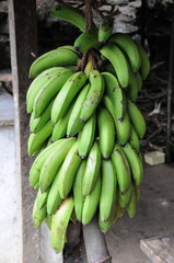 A bunch of bananas on the island of Ceylon.