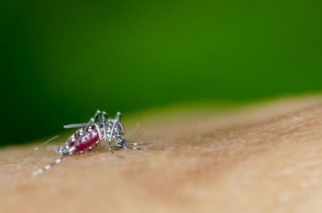 Macro and depth of field (DOF) effect of Albopictus Mosquito - Albopictus mosquito sucking blood