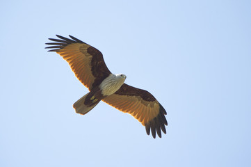 Brahminy Kite flying on blue sky