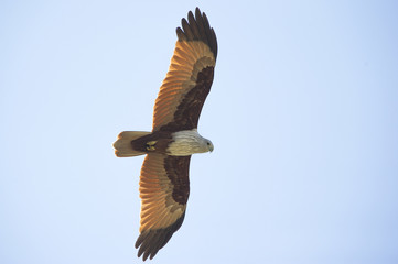 Brahminy Kite flying on blue sky