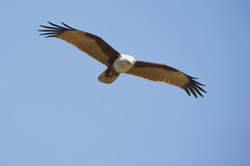 Brahminy Kite flying on blue sky