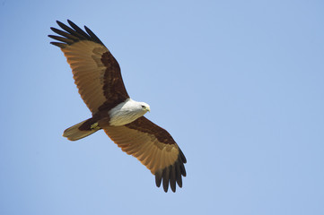 Brahminy Kite flying on blue sky