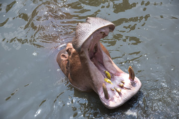 Fototapeta premium Hippopotamus