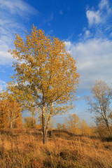 Obraz na płótnie Canvas Photo of an autumn forest