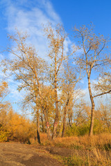  Photo of an autumn forest