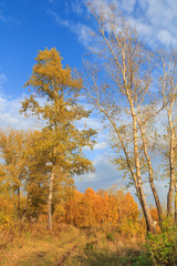 Fototapeta premium Photo of an autumn forest