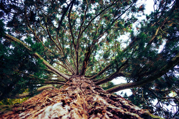 Der Baum