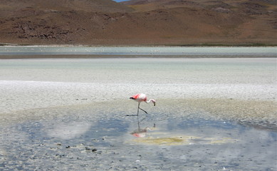  flamingo walking in a lake near salar de uyuni Bolivia