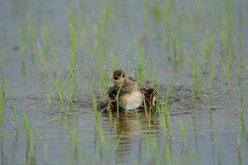 Oriental pratincole , beautiful bird