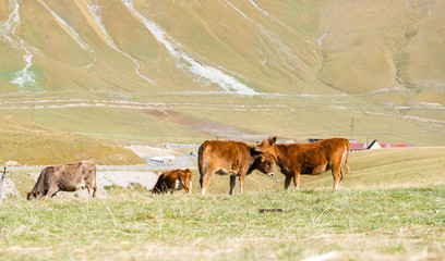 Kühe auf Kaukasus Hochebene in Georgien