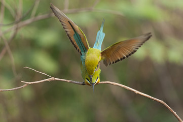 blue-tailed bee-eater (Merops philippinus) pairing 