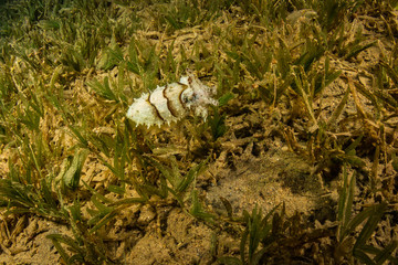 Cuttlefish