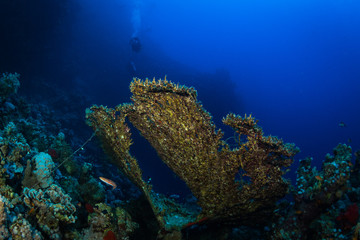 Diver on the reaf