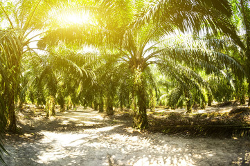 Palm oil plantation and morning sunlight