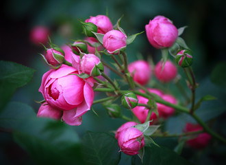 Beautiful pink roses in a natural garden environment - dark green background