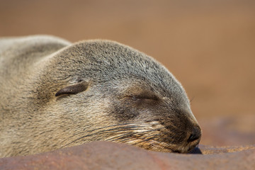 Brown fur seal portrait (Arctocephalus pusillus), Cape Cross, Namibia