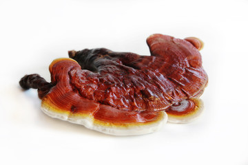 Red ganoderma on white background