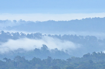 Morning fog in dense tropical rainforest at Khao Yai national park, Misty forest landscape