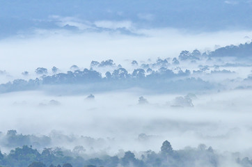 Morning fog in dense tropical rainforest at Khao Yai national park, Misty forest landscape 