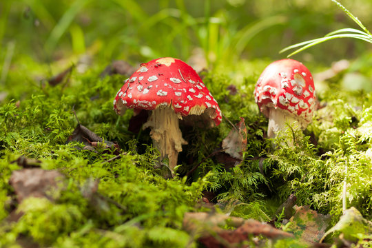 Poisonous Mushroom. Two Red Amanita Muscaria On Green Moss In Autumn Forest. Scenic Autumn With Amanita Muscaria.