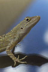 gekko iguana lagartija reptil con escamas 