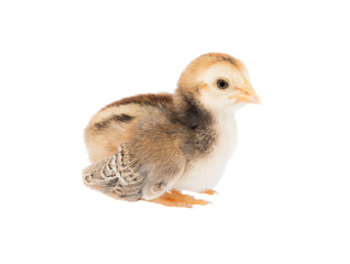 Fototapeta premium Brown Cute chicks on white
