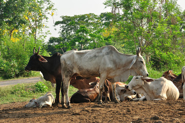 A group of cow resting in a agriculture field