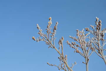 Winter. Frost. The branches of lilac
