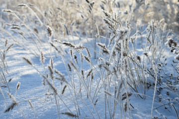 Winter sunny day. Grass. Frost