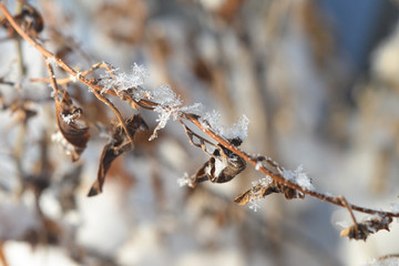 Many snowflakes on a branch.