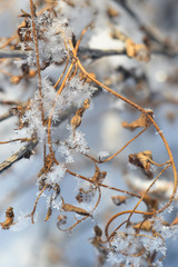 Many snowflakes on a branch. Curlicue