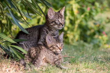Little cats brothers, Italy