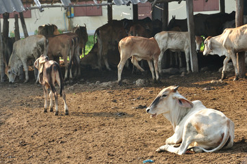 Cow resting in cattle farm