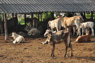 Cow and Calf in cattle farm