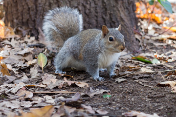 Squirrel sitting on the ground between leaves.