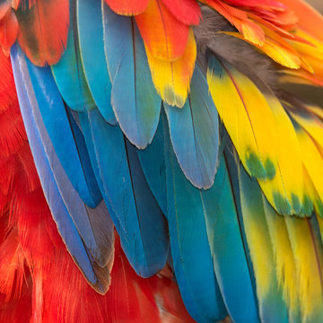 Colorful of bird's feathers, exotic nature background and texture ,macaw feathers