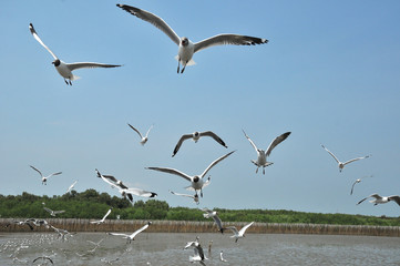 Black headed Gull flying on blue Sky. Birds Feeding