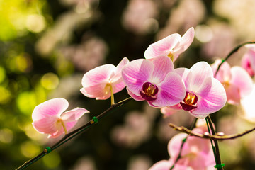 Fototapeta premium Close up of pink orchid flower