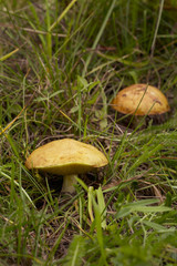 the edible mushrooms