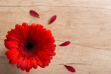 Red flower on wooden background