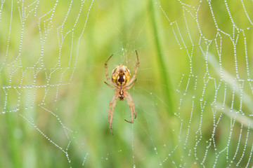 spider web on leaf