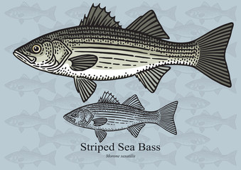 Fototapeta premium Striped Sea Bass. Vector illustration for artwork in small sizes. Suitable for graphic and packaging design, educational examples, web, etc.