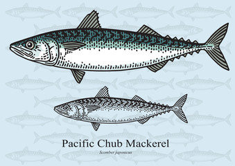 Fototapeta premium Pacific Chub Mackerel. Vector illustration for artwork in small sizes. Suitable for graphic and packaging design, educational examples, web, etc.