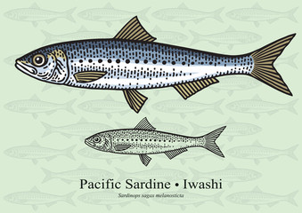 Obraz premium Pacific Sardine. Vector illustration for artwork in small sizes. Suitable for graphic and packaging design, educational examples, web, etc.