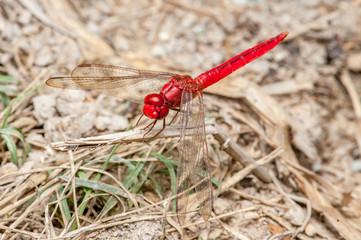 Red-veined dropwing dragonfly (Trithemis kirbyi) on the grass