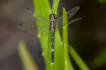 Green Marsh Hawk dragonfly, Orthetrum sabina (Order: Odonata, Family: Libellulidae) on a weed