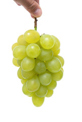 ブドウ　ロザリオビアンコ