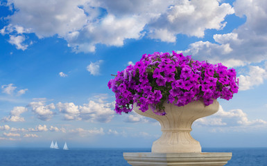 Vase of petunia flowers