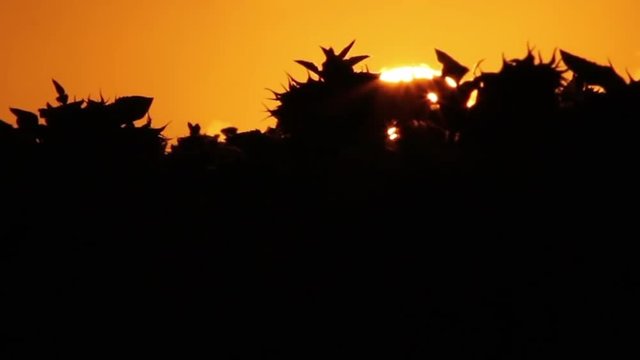 Tops of silhouetted sunflowers as the sun sets behind them